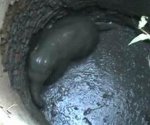 elephant-calf-rescued-well.jpg elephant-calf-rescued-well.jpg