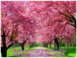 beautiful-pink-blossming-tree-during-spring-season[1].jpg