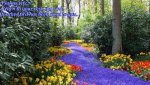 beautiful-purple-pathway-thru-the-forest-230434.jpg