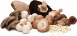 mushroom-group.jpg