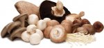 mushroom-group.jpg mushroom-group.jpg