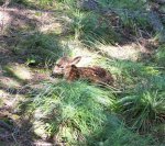 fawn.jpg