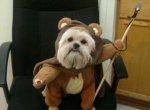 STAR-WARS-DOG-COSTUME-22-1318362074.jpg