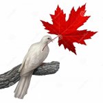 Maple Leaf Dove.jpg Maple Leaf Dove.jpg