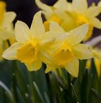 daffodils.jpg