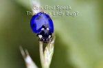 God's Ladybug.jpg