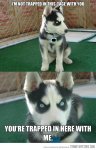 funny-angry-puppy-meme.jpg