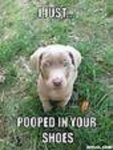 cute puppy.jpg