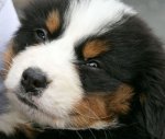 bernese-puppy.jpg