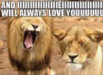 meme-funny-photo-with-caption-lion-and-lioness.jpg