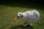 doggie.jpg
