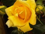 Yellow 2010 (18).jpg