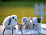 animals-01.jpg