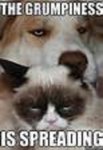 cat.jpg