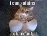 catzzs.jpg