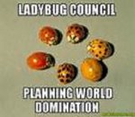 bugs01.jpg