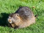 nutria.jpg