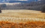 Maryland Tree Farm.jpg