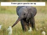 elephant04.jpg