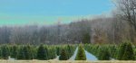 Maryland Tree Farm 2.JPG