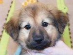 2 Chinook puppy (12).jpg