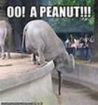 elephant05.jpg