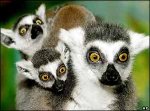 lemurs 300w.jpg