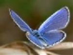 butterflies.jpg