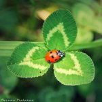 awesome-bug-clover-ladybug-Favim.com-540158.jpg