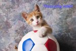 orange-tabby-kitten-with-soccer-ball-garry-gay[1].jpg