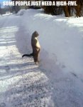 snowcat.jpg