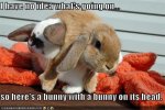 bunny.jpg