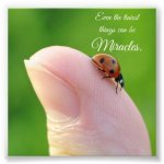 ladybug_tiny_miracles_quote_square_photo_print-r4f9f587759dd49a7a6f6ddeb723cb562_a0ib_8byvr_512.jpg