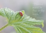 Ladybug Dreams with kk_not_too_shabby.jpg