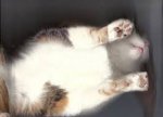 catscan.jpg