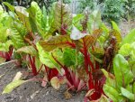 swiss chard.jpg