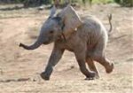 elephant02.jpg
