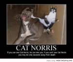 Very-Cute-Funny-Cat-Norris-Meme-Picture.jpg