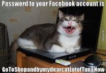 1angry-cat-the-computer-funny-photos-and-images-of-cats-and-lolcats.jpg