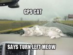 GPS Cat.jpg