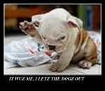 doggie01.jpg doggie01.jpg