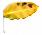 Ladybug on leaf.jpg