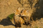 2 Foxes.jpg