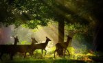 Deer in Forest.jpg