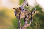 leopard cub.jpg