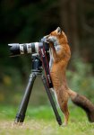 foxy photog.jpg