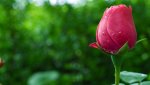 Close-Rose-images.jpg