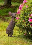 Rabbit Eating Flowers.jpg