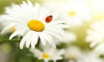 ladybug on a daisy.jpg