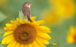 sunflower bird.jpg